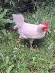 Kogut Leghorn 15tyg.