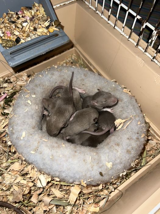 Декоративні пацюки