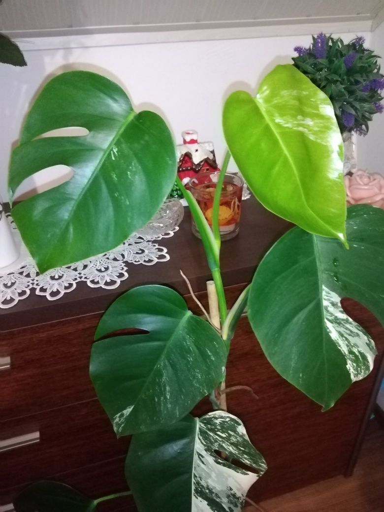 Monstera Variegata 14 liści