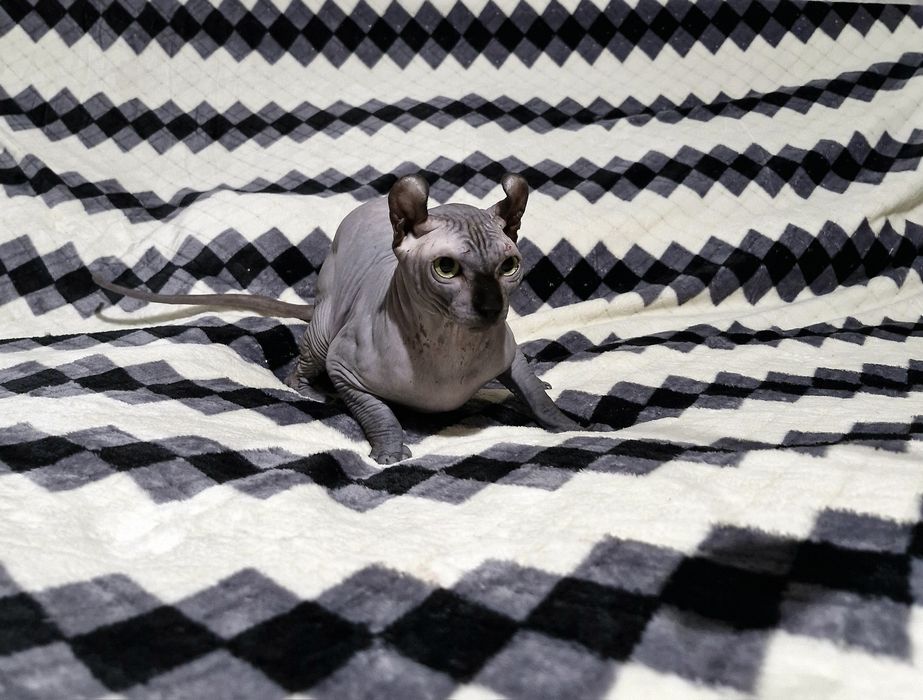 Мальчик породы Эльф