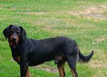 przyjazny pies do adopcji