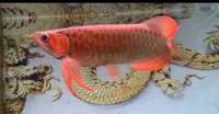 Arowana Super Red (Indonezja)