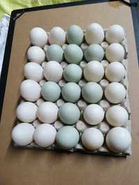 Jaja lęgowe kaczka staropolska oraz pekin