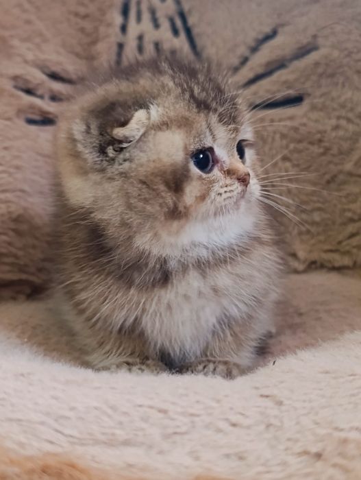 Menino scottish fold golden