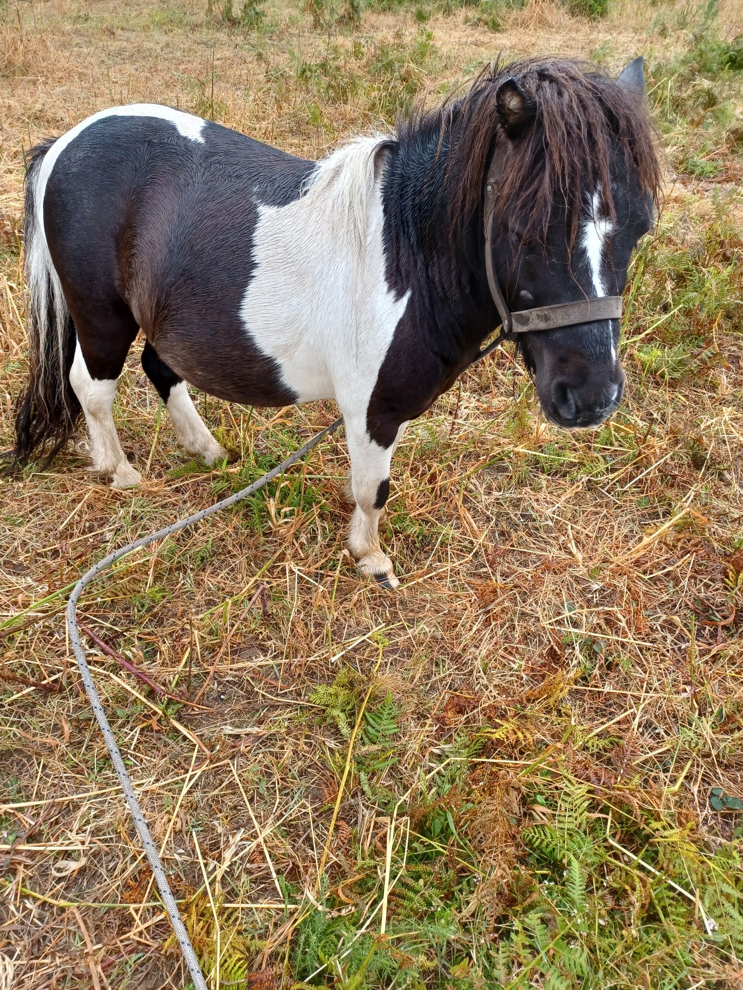 Ponei macho quatro anos