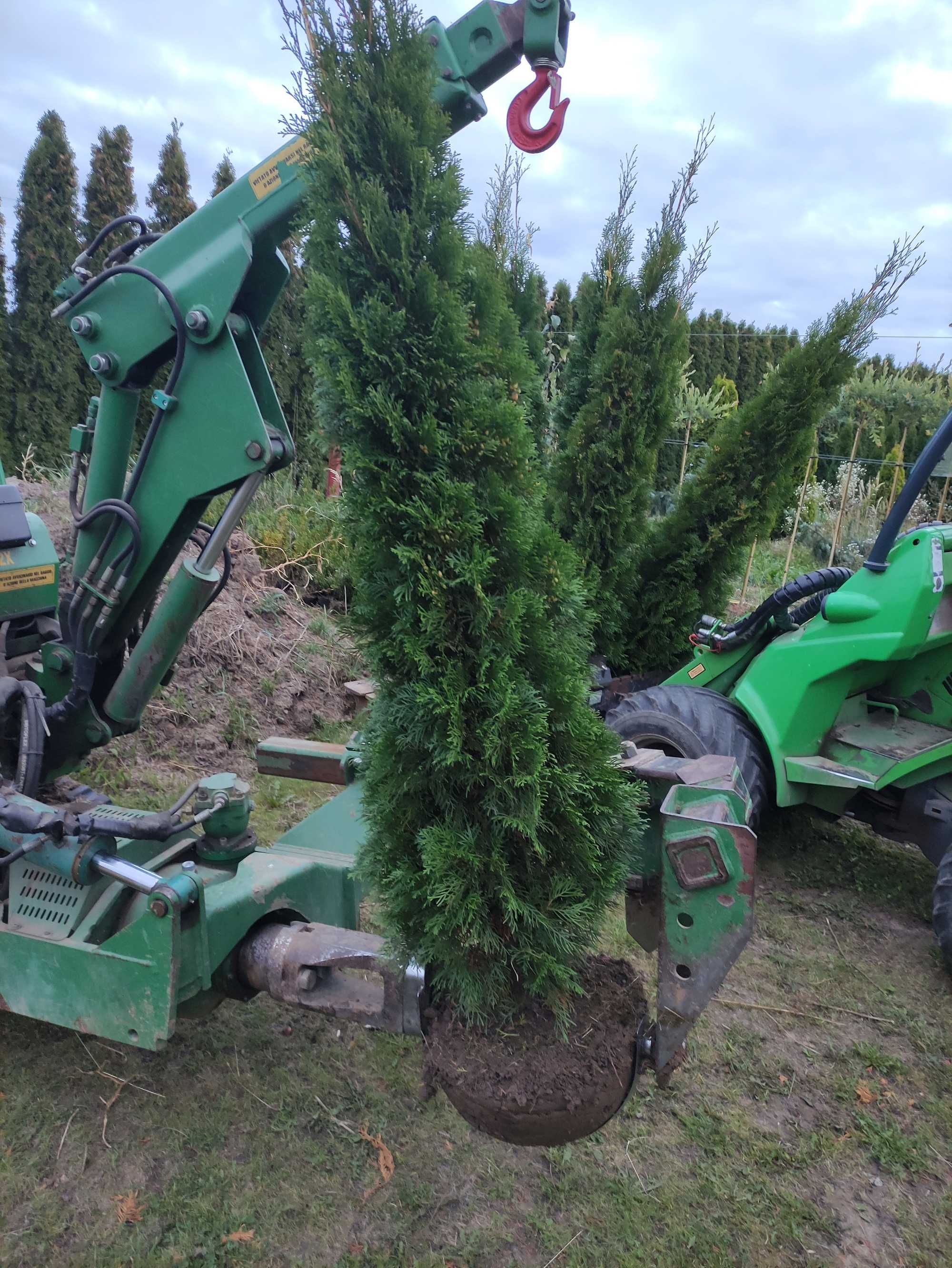 Tuja Szmaragd 200-220 cm, 2 metry, Thuja Smaragd, na żywopłot, szkółka