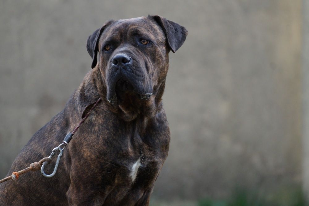 Bonus w typie Cane Corso do adopcji