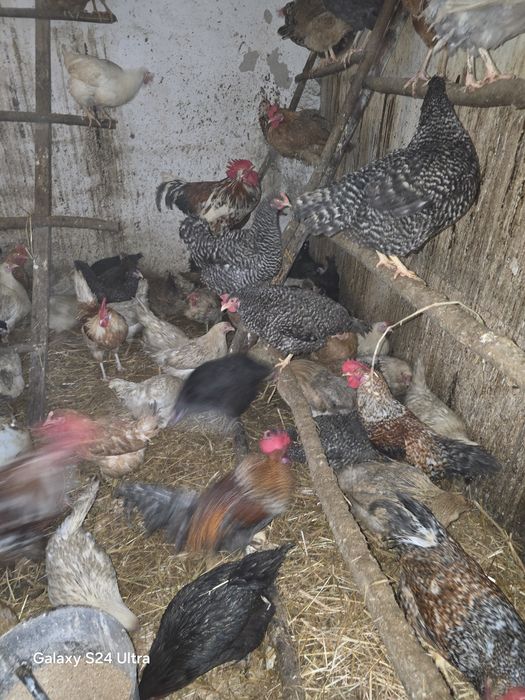 Kury nioski i gren shell