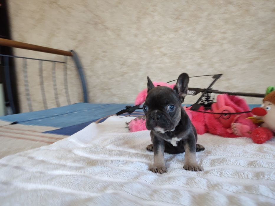 шикардосики на продажу двухмесячные