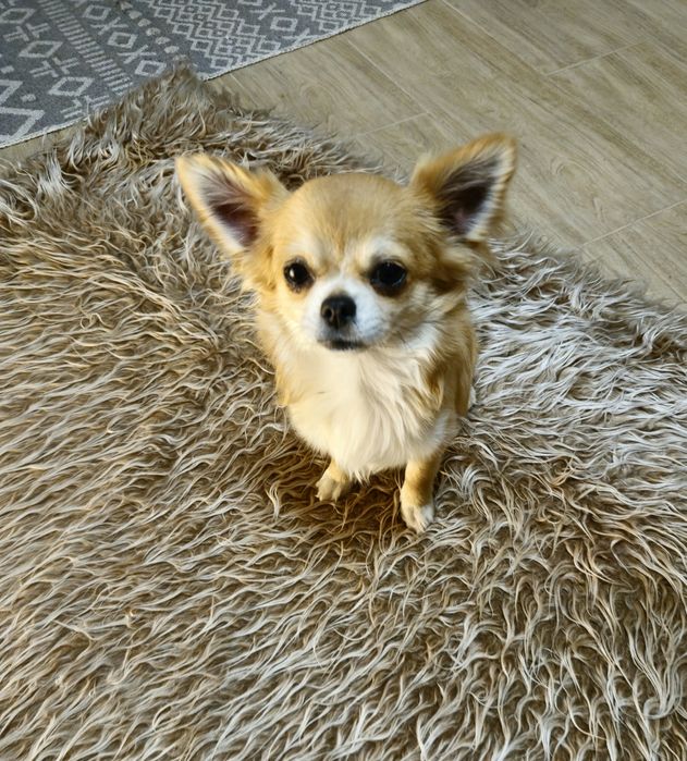 CHIHUAHUA piesek długowłosy ZKwP (FCI)