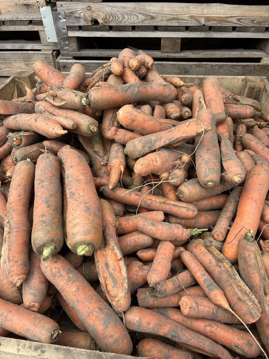 Морква не кондиція