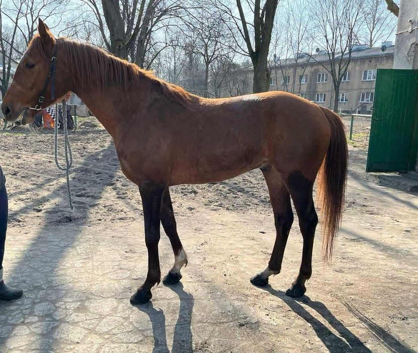 Sprzedam 4 letniego wałacha arabskiego