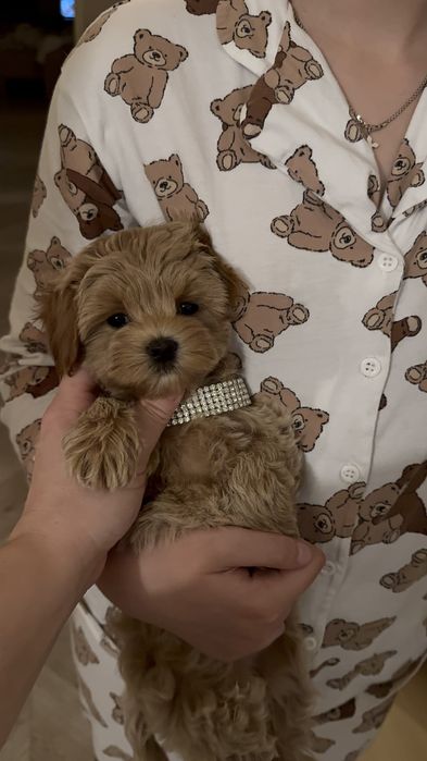 Мальтипу мини девочка ф1, міні дівчинка мальтіпу, maltipoo mini female
