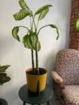 Difenbachia (Dieffenbachia)