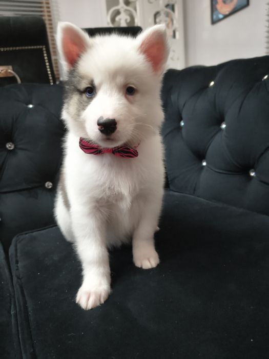 Suczka Atena łajka jakucka FCI umowa wyprawka chip po pięknej parze