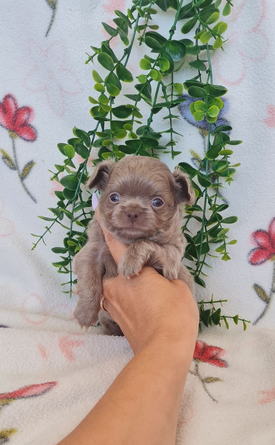 Estupendo menino pelo comprido chihuahua/chiuaua linhagem Russa.Qualid