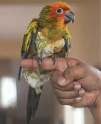 міні ара -соняний папуга говорун аратінга