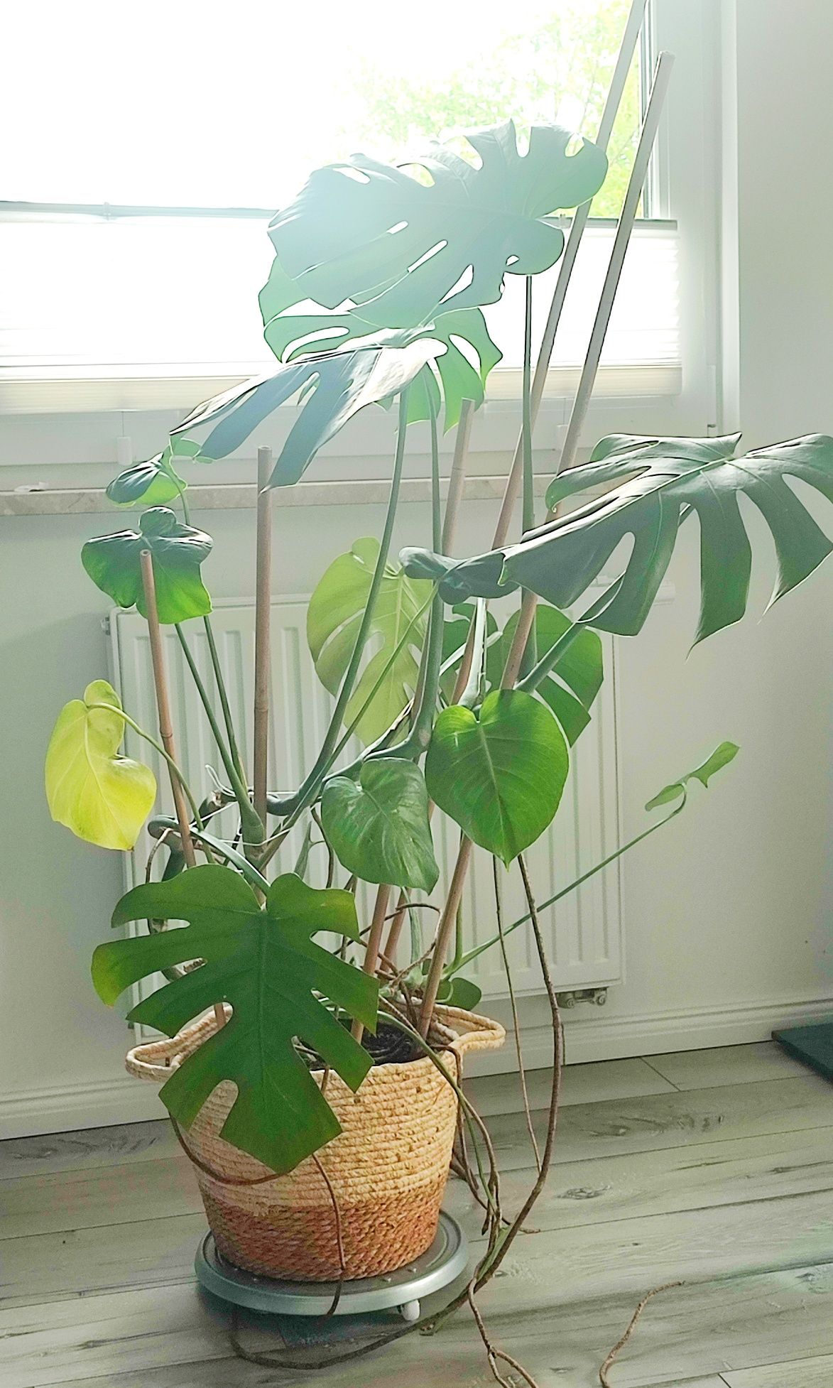 Monstera 120cm wysokości