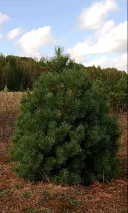 Продам новорічну сосну (ялинку) ОПТ