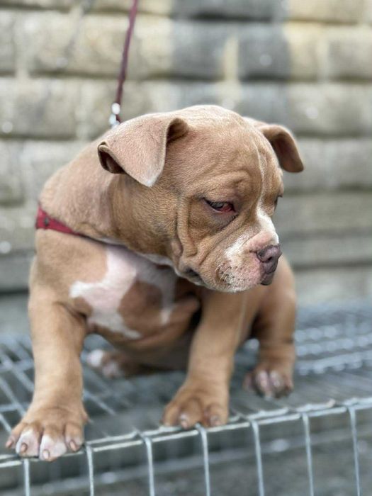 American Bully suczka ABKC