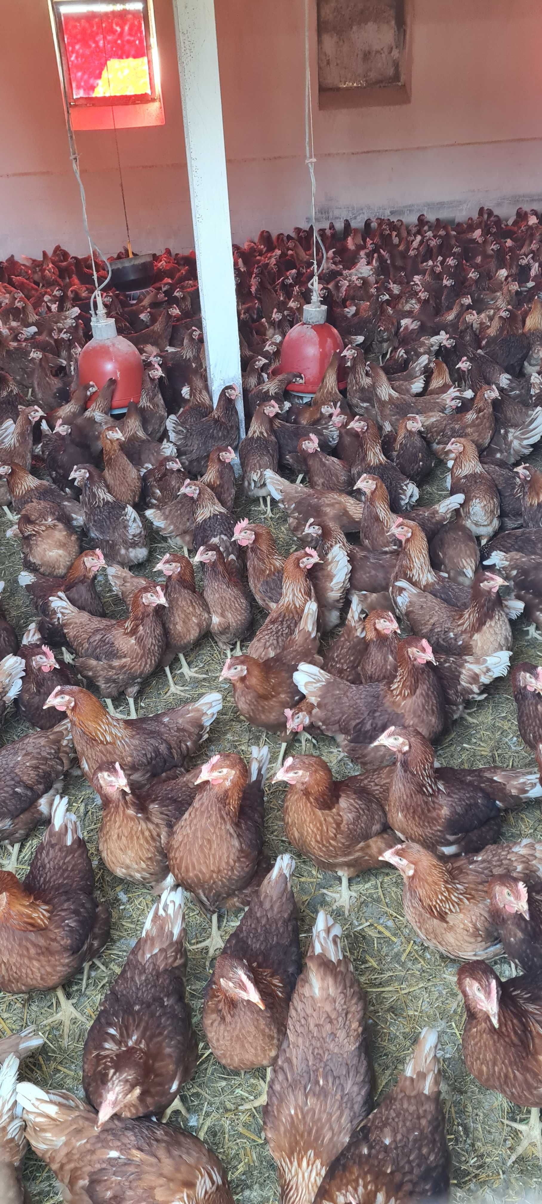 Kury kurczaki kokoszki kolorowe już w sprzedaży.Dzwoń i Pytaj.DOWÓZ