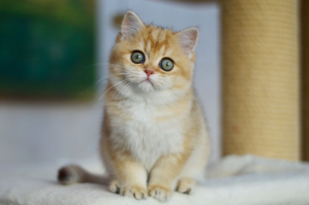 Kotka złota szynszylowa, rodowód FPL, możliwa opcja do hodowli