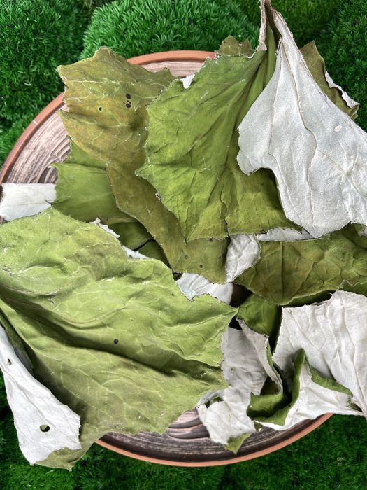 Мати-й-мачуха листя , сушене листя , мать -и-мачеха