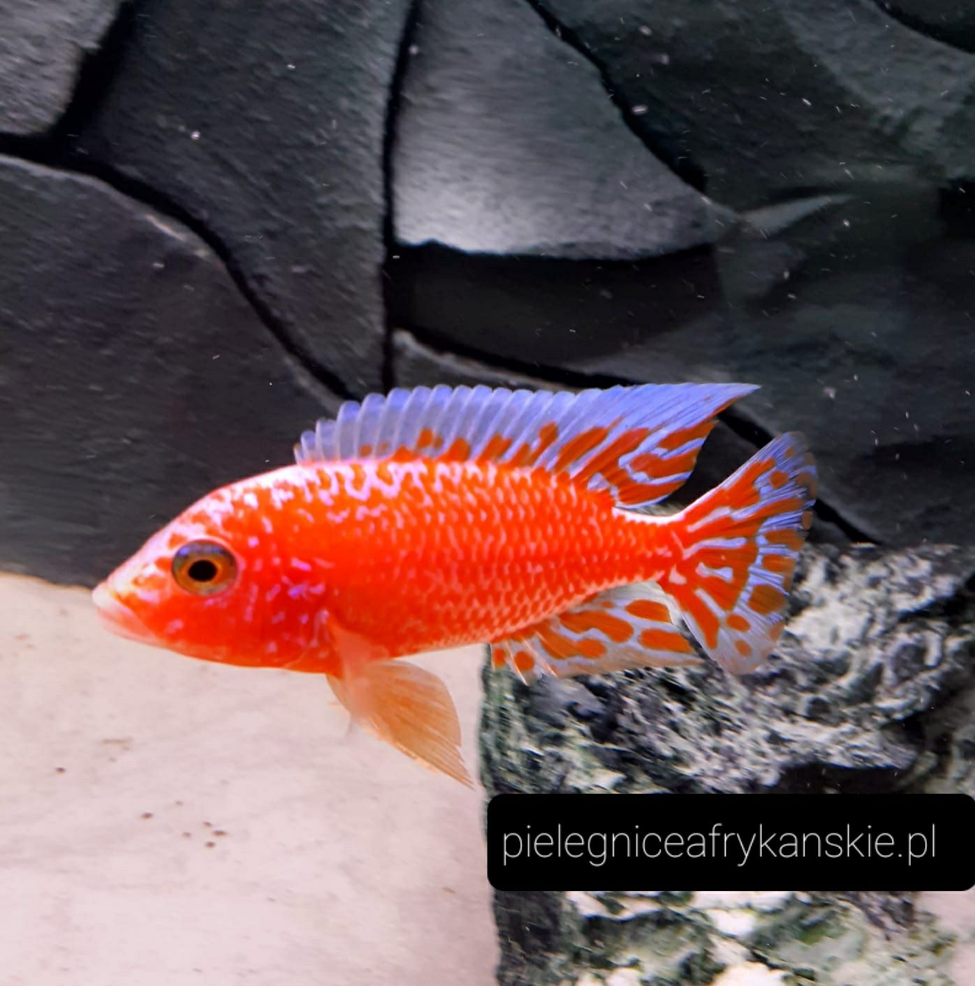 Aulonocara fire fish.Pyszczak z Malawi. Wysyłka. Hodowla