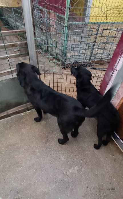 Отдам даром в добрые руки собачек метисы лабрадора