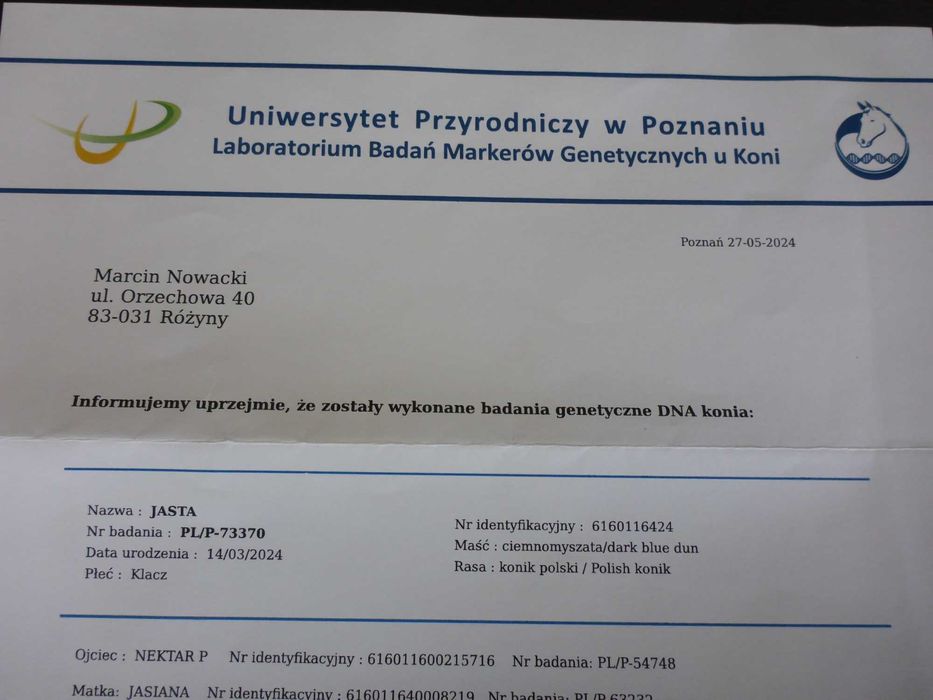 JASTA _ programowa _ KLACZ _ konik polski _ z badaniami DNA _ dowiozę