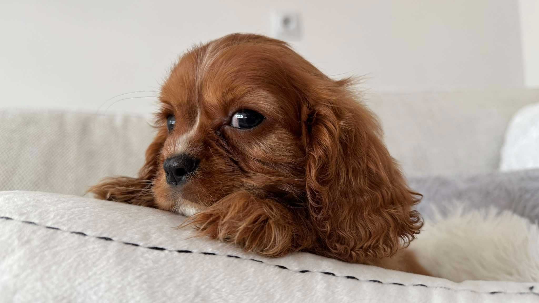 Chłopczyk Ruby Cavalier King Charles Spaniel z Rodowodem
