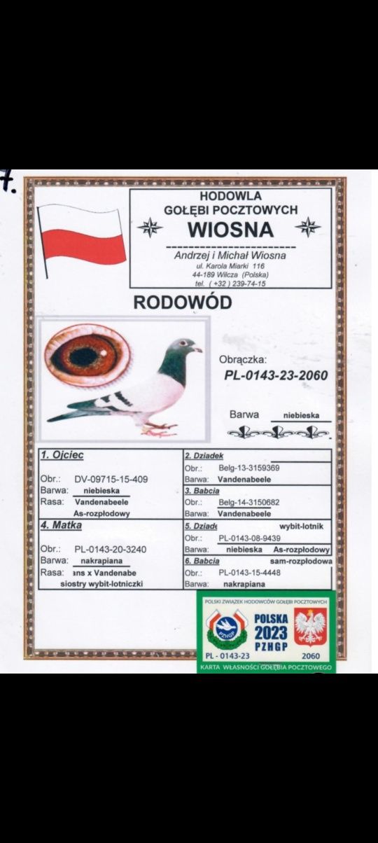 Gołębie Pocztowe A i M Wiosna Orginały z Rodowodem