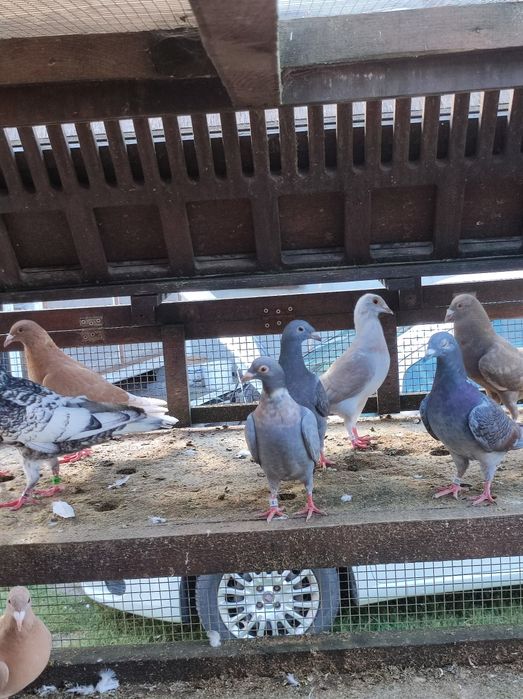 Gołębie pocztowe opal