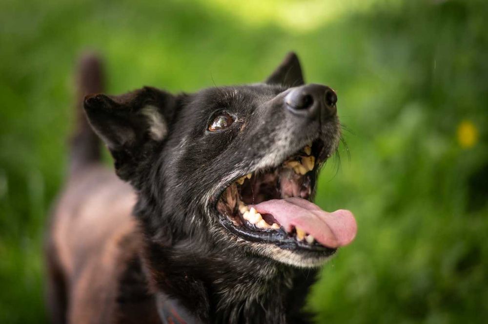 Kajtek w domu tymczasowym czeka na swoje szczęście ADOPCJA