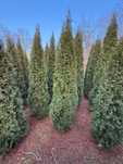 Tuja Szmaragd 320-350cm Szkółka Krzewów THUJA Smaragd