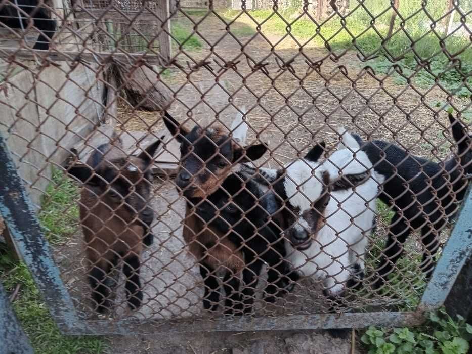 Камерунські карликові кози, козенята