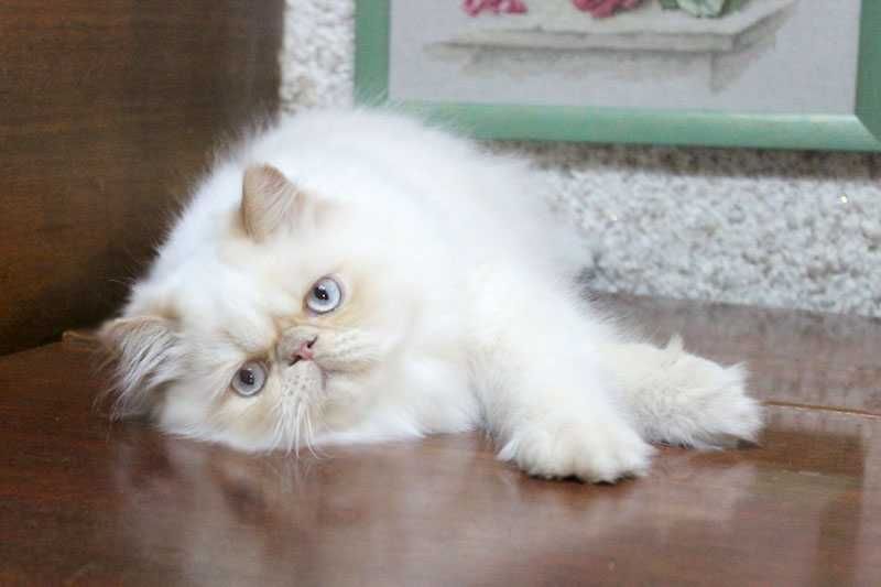 Очаровательный персидский котенок