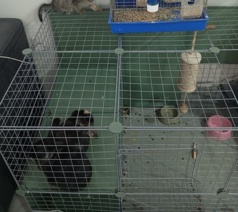 Casal de coelhos de estimação com gaiola