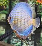 Discus Cobalto 14-15cm