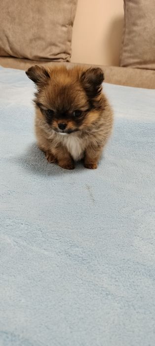 Дівчуля красотуля