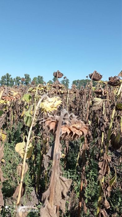Продам сад фундука з земельною ділянкою