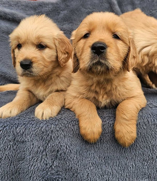 Golden Retriever - złoty szczeniak