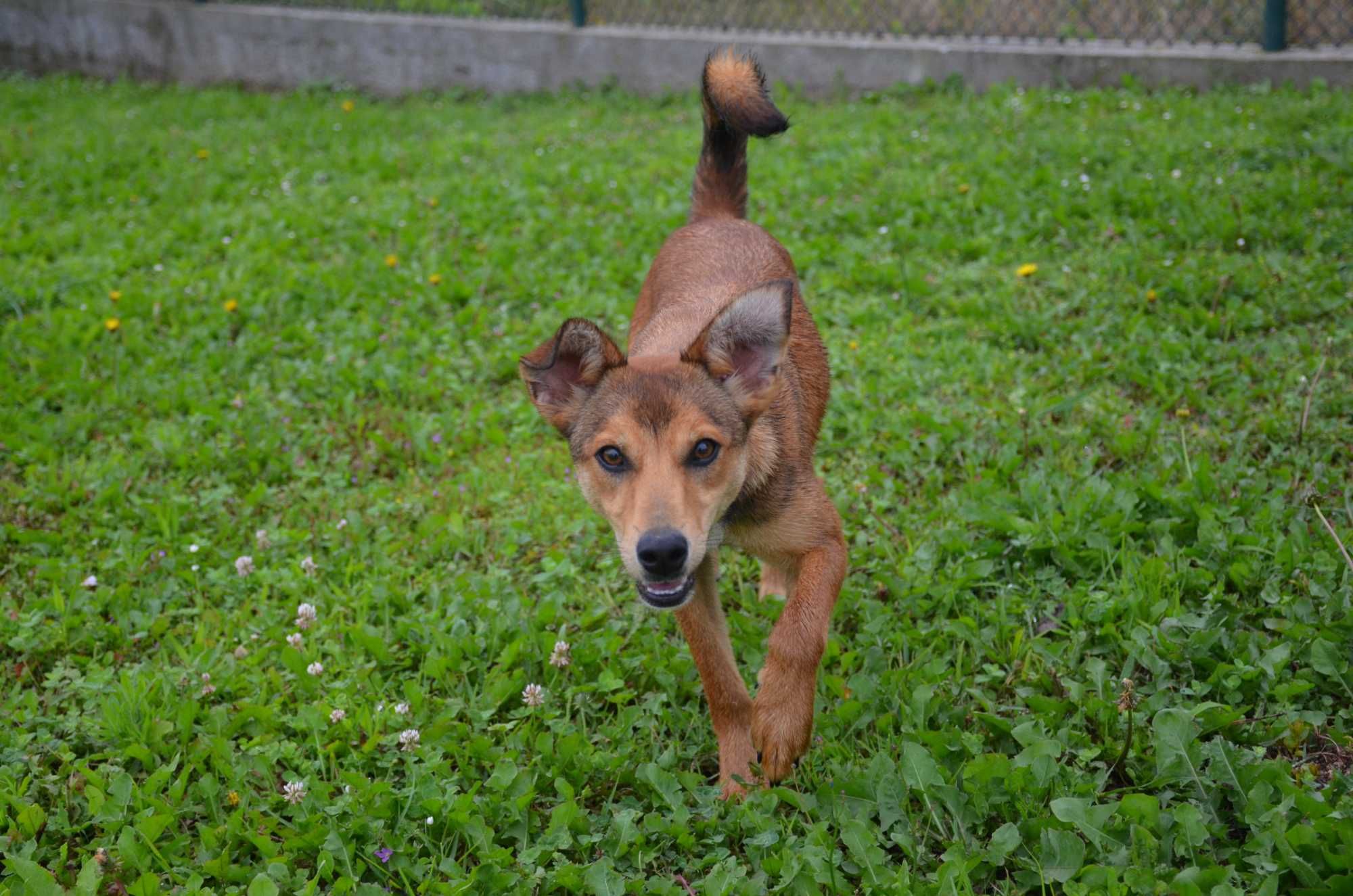 Cão Porte Médio/Pequeno Para Adoção (Téo)