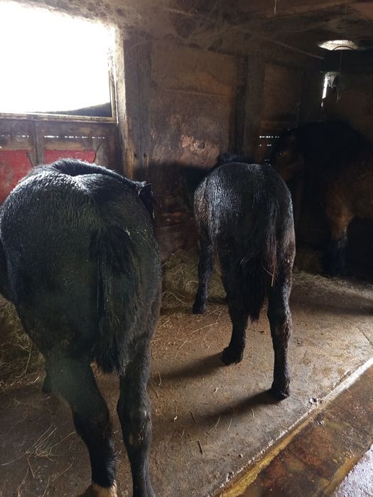 Witam sprzedam dwie klaczki