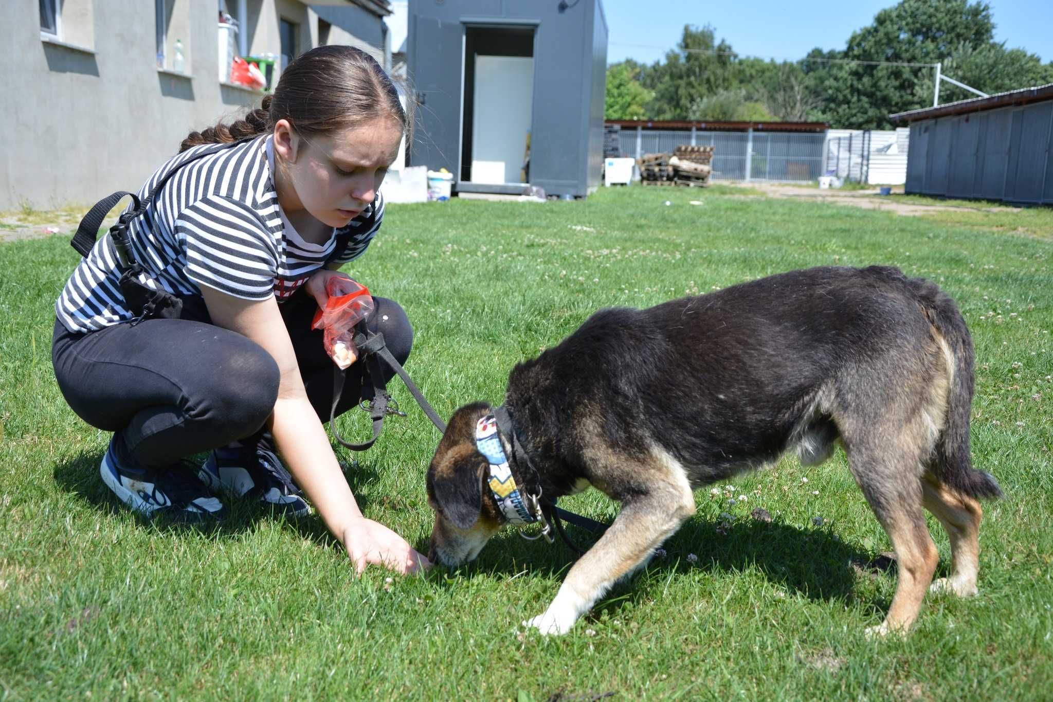 Dziubdziuś - psi gentelman szuka domu ADOPCJA