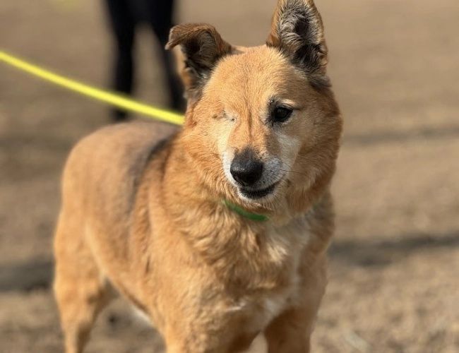 Levi do adopcji!