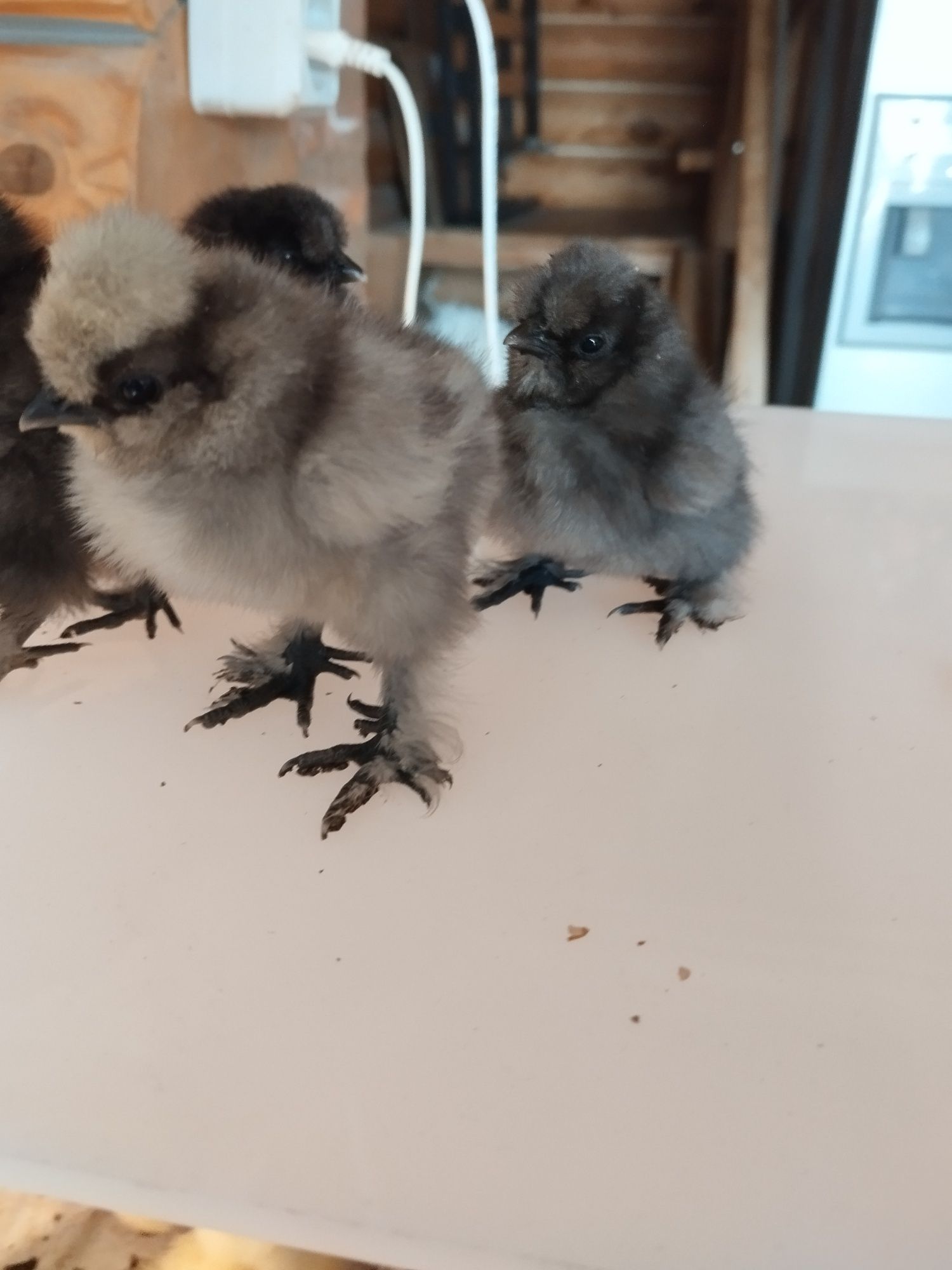 Китайські шовкові ціплята Silkie