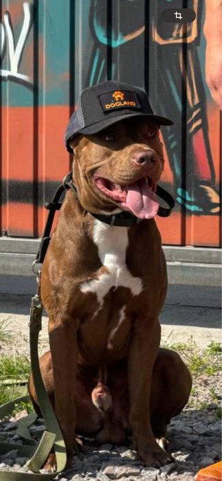 Американський пітбультерʼєр ВЯЗКА (пітбуль XL red nose)