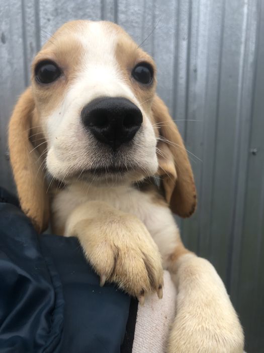 Бігль  чудова дівчинка