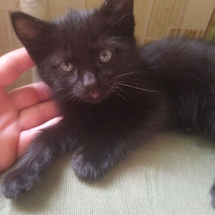 Кошенята шукають родину.